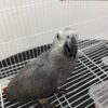 Bella – Female African Grey Parrot for Sale UK