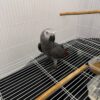 James – African Parrot for Sale UK | Male African Grey, 1 Year Old