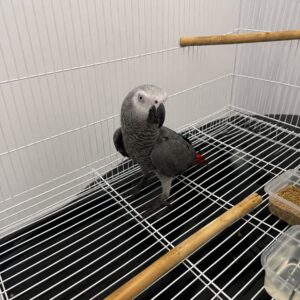 James – African Parrot for Sale UK | Male African Grey, 1 Year Old