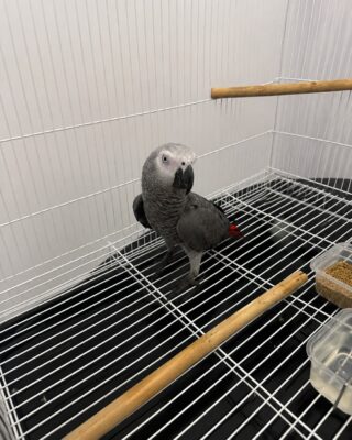 James – African Parrot for Sale UK | Male African Grey, 1 Year Old