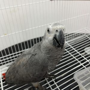 Bella – Female African Grey Parrot for Sale UK