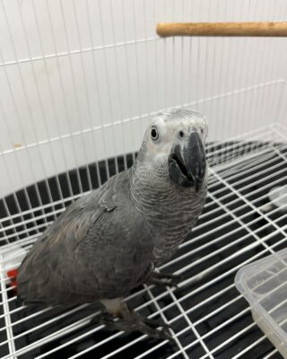 Bella – Female African Grey Parrot for Sale UK