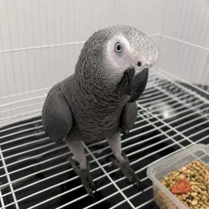 James – African Parrot for Sale UK | Male African Grey, 1 Year Old