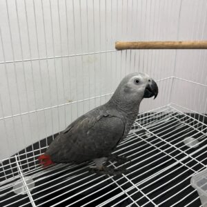 Bella – Female African Grey Parrot for Sale UK