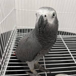 Coco – African Grey for Sale UK | Male Parrot, 1 Year Old