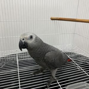 Lexie – Gray Parrot for Sale UK | Female African Grey, 1 Year Old