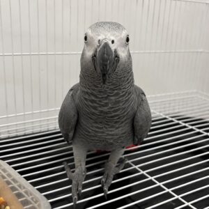 Luna – African Grey Parrots for Sale UK | Female, 1 Year Old