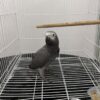 Coco – African Grey for Sale UK | Male Parrot, 1 Year Old