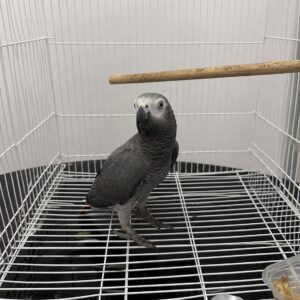 Coco – African Grey for Sale UK | Male Parrot, 1 Year Old