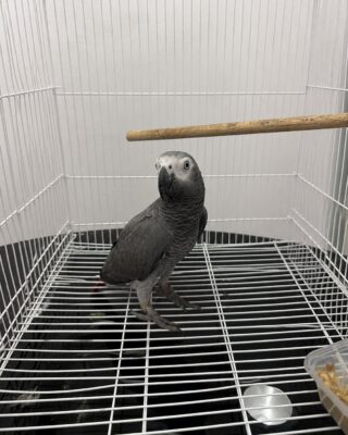 Coco – African Grey for Sale UK | Male Parrot, 1 Year Old