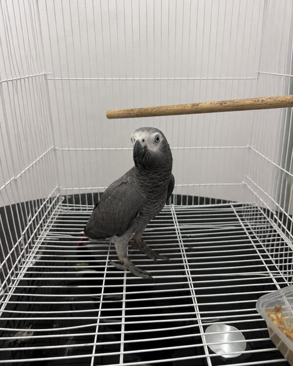 Coco – African Grey for Sale UK | Male Parrot, 1 Year Old