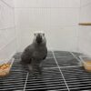Lexie – Gray Parrot for Sale UK | Female African Grey, 1 Year Old