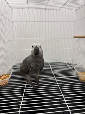 Lexie – Gray Parrot for Sale UK | Female African Grey, 1 Year Old