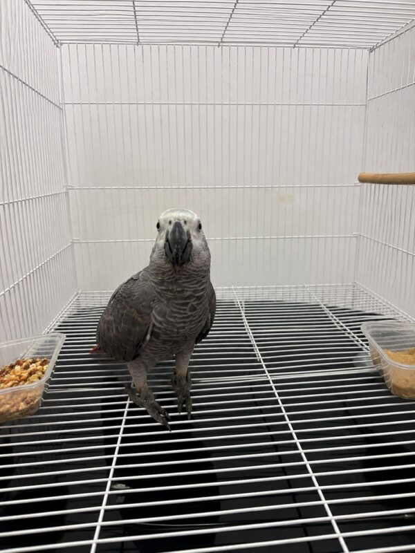 Lexie – Gray Parrot for Sale UK | Female African Grey, 1 Year Old