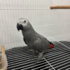 Luna – African Grey Parrots for Sale UK | Female, 1 Year Old