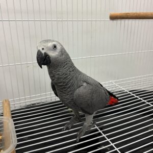 Luna – African Grey Parrots for Sale UK | Female, 1 Year Old