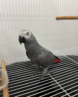 Luna – African Grey Parrots for Sale UK | Female, 1 Year Old