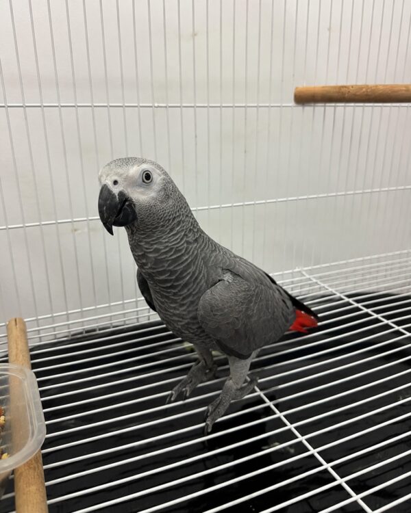 Luna – African Grey Parrots for Sale UK | Female, 1 Year Old